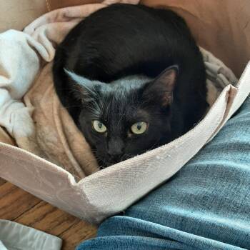 Bolt -  Domestic Short Hair Cat Available for Adoption in Snyder, Texas - Bolt | PetCurious