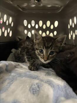 *TRICK -  Domestic Short Hair Cat for Adoption in Woodland, California - *TRICK | PetCurious