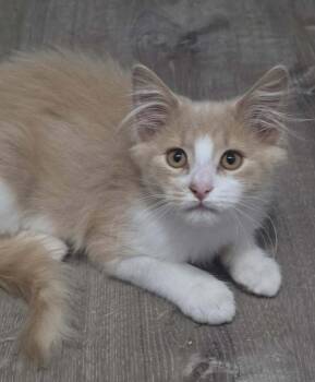 Miles -  Domestic Medium Hair Cat for Adoption - Miles | PetCurious