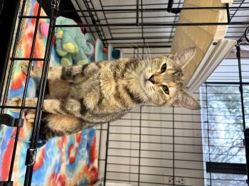 Rescue Domestic Short Hair Cats for Adoption in Gloucester, Massachusetts - Clefairy | PetCurious