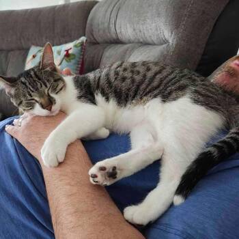 Bach -  Domestic Short Hair Cat for Adoption in Plainfield, Illinois - Bach | PetCurious