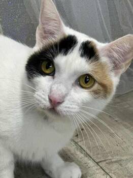Rescue Domestic Short Hair Cats for Adoption in Shreveport, Louisiana - Peppa | PetCurious