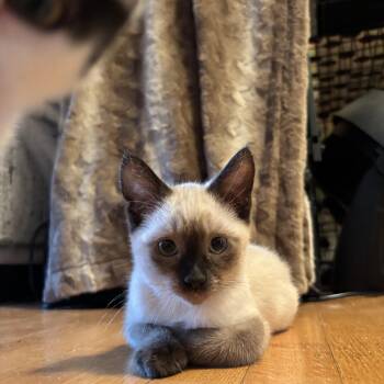 Sonya -  Siamese Cat for Adoption in San Francisco, California - Sonya | PetCurious