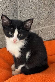 Ashley -  Domestic Short Hair Cat for Adoption in Colorado Springs, Colorado - Ashley | PetCurious