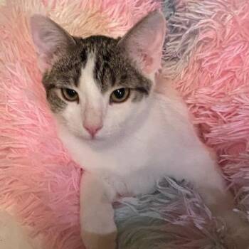 Rescue Domestic Short Hair Cats for Adoption in Los Angeles, California - Tofu | PetCurious