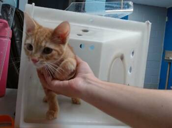 CHEESEBALL -  Domestic Short Hair Cat for Adoption in Albuquerque, New Mexico - CHEESEBALL | PetCurious