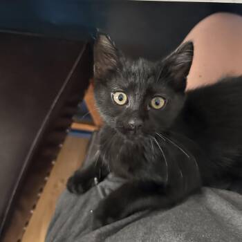 Domestic Short Hair Cats Available for Adoption in Richmond, Virginia - Redbull Energy | PetCurious