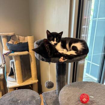 Dina (bonded with Queen) -  Domestic Short Hair Cat for Adoption - Dina (bonded With Queen) | PetCurious