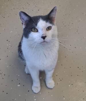 Domestic Short Hair Cats Available for Adoption - Cyrus | PetCurious