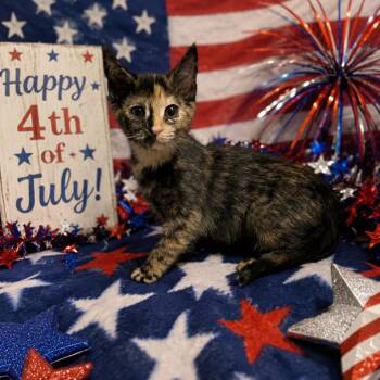 Picnic 26-0370 -  Domestic Short Hair Cat for Adoption in Yanceyville, North Carolina - Picnic 26-0370 | PetCurious