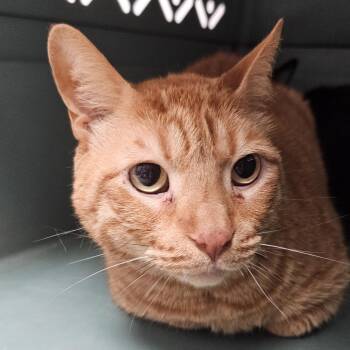 Domestic Short Hair Cats Available for Adoption in Evansville, Indiana - Niko | PetCurious