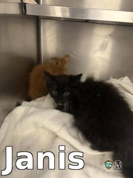 Janis -  Domestic Medium Hair Cat for Adoption in Rocky Mount, North Carolina - Janis | PetCurious