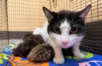 Georgie -  Domestic Short Hair Cat for Adoption in Belton, Missouri - Georgie | PetCurious