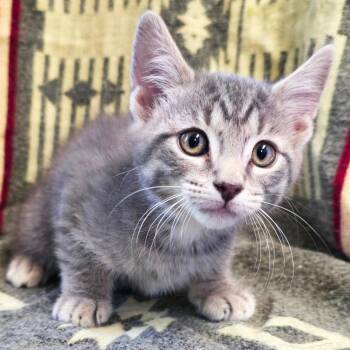 Rake -  Domestic Short Hair Cat Available for Adoption in Mt. Juliet, Tennessee - Rake | PetCurious