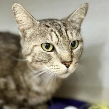 Jae -  Domestic Short Hair Cat for Adoption in Atlanta, Georgia - Jae | PetCurious