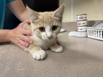 Elmo -  Domestic Short Hair Cat for Adoption in Salisbury, Maryland - Elmo | PetCurious