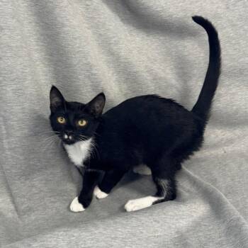 Hortie -  Domestic Short Hair Cat for Adoption in Newberg, Oregon - Hortie | PetCurious