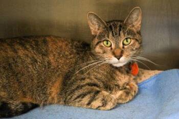 Ashes -  Domestic Short Hair Cat for Adoption in Golden Valley, Minnesota - Ashes | PetCurious