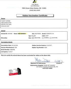 Domestic Short Hair Cats Available for Adoption in Easton, Maryland - BOB BARKER | PetCurious