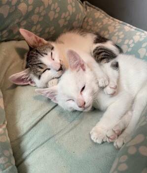 Mars -  Domestic Short Hair Cat for Adoption in North Babylon, New York - Mars | PetCurious