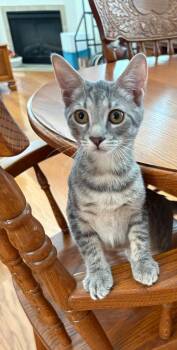 Gigi-San -  Domestic Short Hair Cat for Adoption in Wilmington, North Carolina - Gigi-San | PetCurious