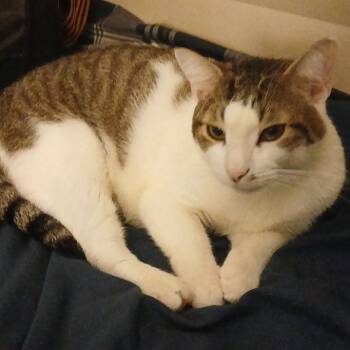 Bruh Bruh -  Domestic Short Hair Cat for Adoption in Newark, New Jersey - Bruh Bruh | PetCurious