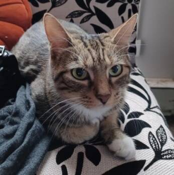 Rescue Domestic Short Hair Cats for Adoption in Winchester, Virginia - Nancy | PetCurious