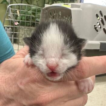 Princess Daisy -  Domestic Short Hair Cat for Adoption in Milan, Illinois - Princess Daisy | PetCurious