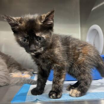 Kali -  Domestic Medium Hair Cat for Adoption in Richmond Hill, Georgia - Kali | PetCurious