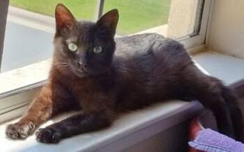 Domestic Medium Hair and Domestic Short Hair Cats Available for Adoption in Roseville, California - Twister | PetCurious