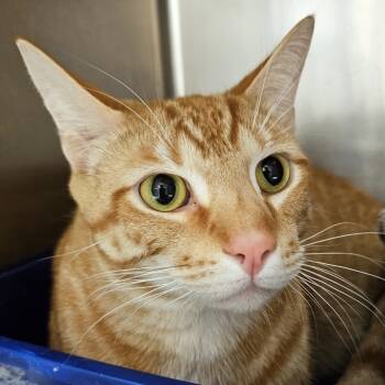 Rescue Domestic Short Hair Cats for Adoption in Versailles, Kentucky - Jonah | PetCurious