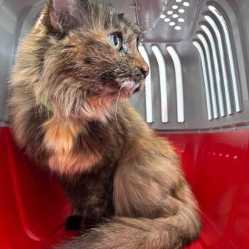 Domestic Short Hair Cats Available for Adoption in Clearwater, Florida - Kaya | PetCurious