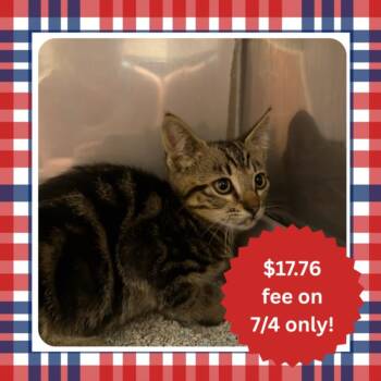 OAK* -  Domestic Short Hair Cat for Adoption in Santa Cruz, California - OAK* | PetCurious