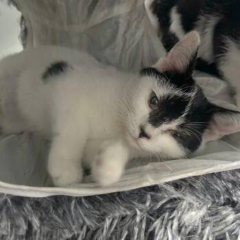 Meryl -  Tuxedo and Manx Cat for Adoption in Knoxville, Tennessee - Meryl | PetCurious