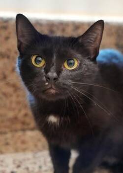 Mary Shelley 64182 -  Domestic Short Hair Cat for Adoption in Aiken, South Carolina - Mary Shelley 64182 | PetCurious