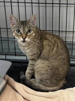 Shell -  Domestic Short Hair Cat for Adoption in Little Rock, Arkansas - Shell | PetCurious