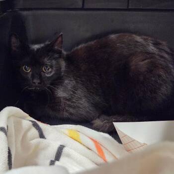 Domestic Short Hair Cats Available for Adoption - The Count Of Monte Cristo | PetCurious