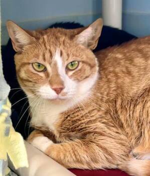 Junior 171-26 -  Domestic Short Hair Cat for Adoption in Cumming, Georgia - Junior 171-26 | PetCurious