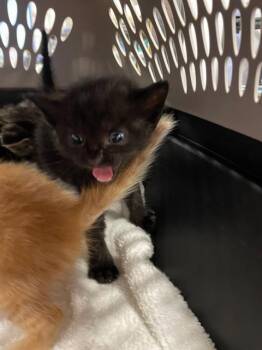 Rescue Domestic Short Hair Cats for Adoption in Palmetto, Florida - MEEKAH | PetCurious