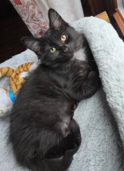 BIG FLUFF -  Domestic Short Hair Cat for Adoption in Peoria, Illinois - BIG FLUFF | PetCurious