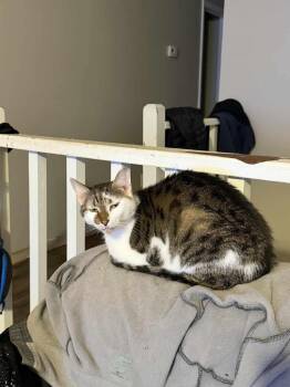 Bombom -  Domestic Short Hair Cat for Adoption in Warrenville, South Carolina - Bombom | PetCurious