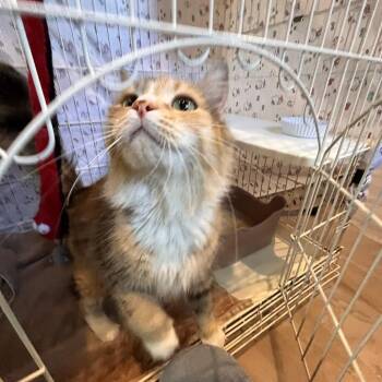 Coffee Toffee Chip -  Domestic Medium Hair Cat for Adoption in Salisbury, Massachusetts - Coffee Toffee Chip | PetCurious