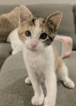 Rose -  Calico and Domestic Short Hair Cat for Adoption in Garner, North Carolina - Rose | PetCurious