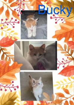 Rescue Oriental Tabby Cats for Adoption in Lawton, Oklahoma - BUCKY | PetCurious