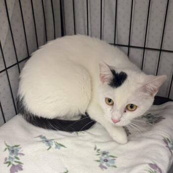 Nala -  Domestic Short Hair Cat for Adoption in Normal, Illinois - Nala | PetCurious