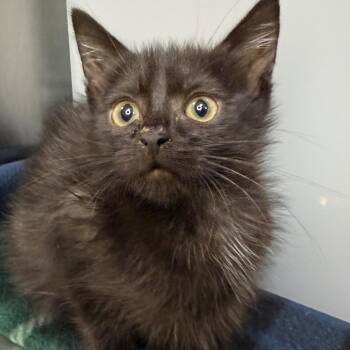 Shakipiro -  Domestic Short Hair Cat for Adoption in Los Angeles, California - Shakipiro | PetCurious
