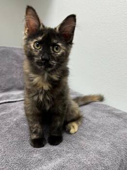Raina -  Domestic Medium Hair Cat for Adoption in West Palm Beach, Florida - Raina | PetCurious