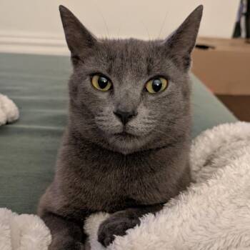 Domestic Short Hair Cats Available for Adoption in Gibsonia, Pennsylvania - Jelly | PetCurious