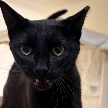 Farrah -  Domestic Short Hair Cat for Adoption in Harrisonburg, Virginia - Farrah | PetCurious