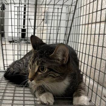 Kolini -  Domestic Short Hair Cat for Adoption in Des Moines, Iowa - Kolini | PetCurious